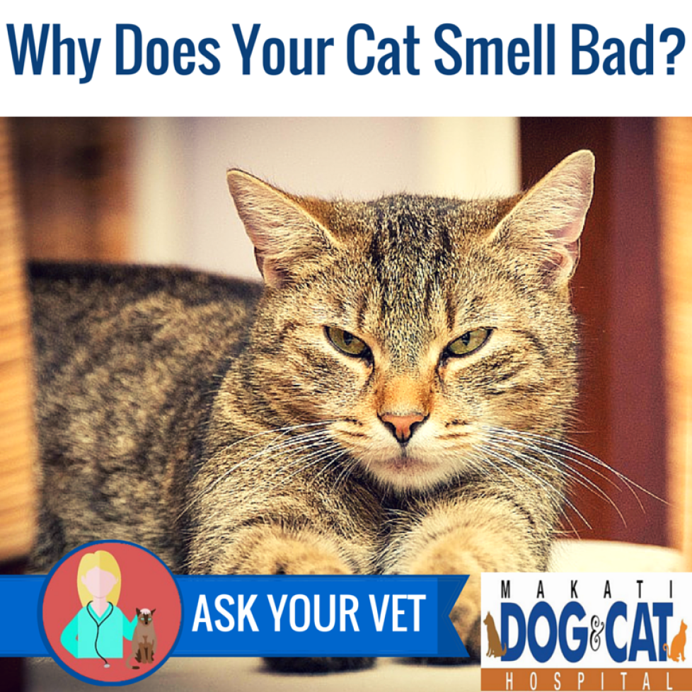 Why Does Your Cat Smell Bad? Makati Dog and Cat Hospital