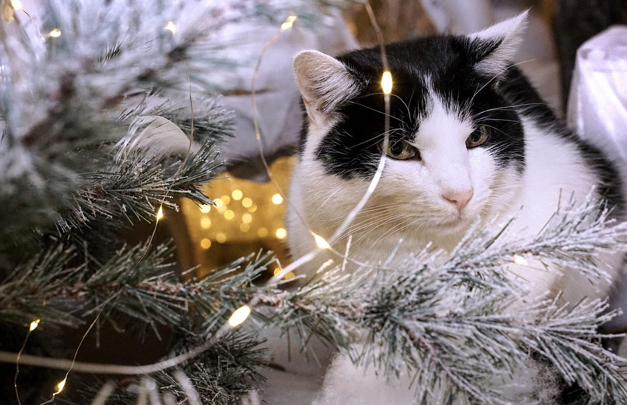 Pet Christmas Safety Tips