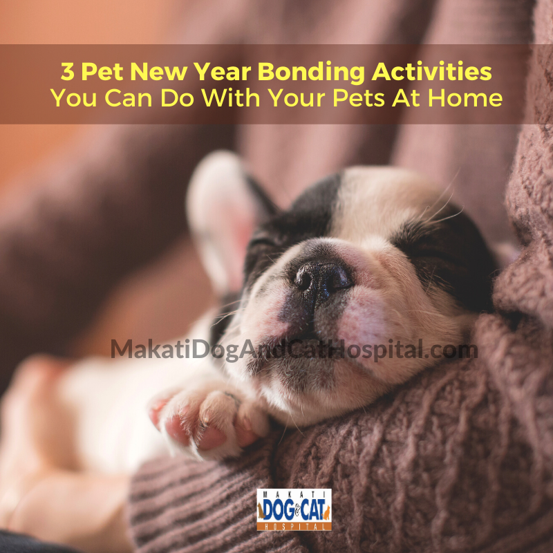 Pet New Year Bonding Activities