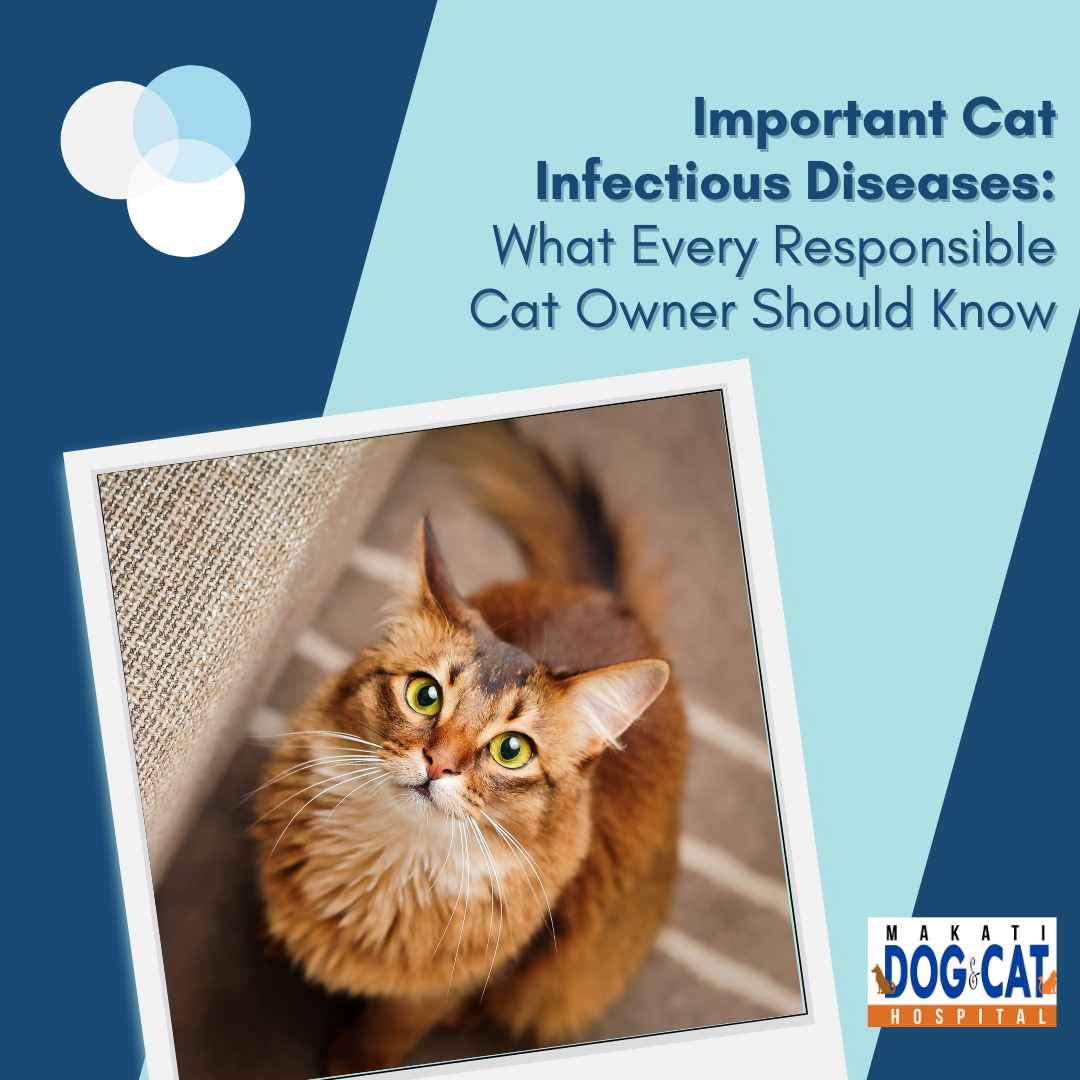 cat infectious disease