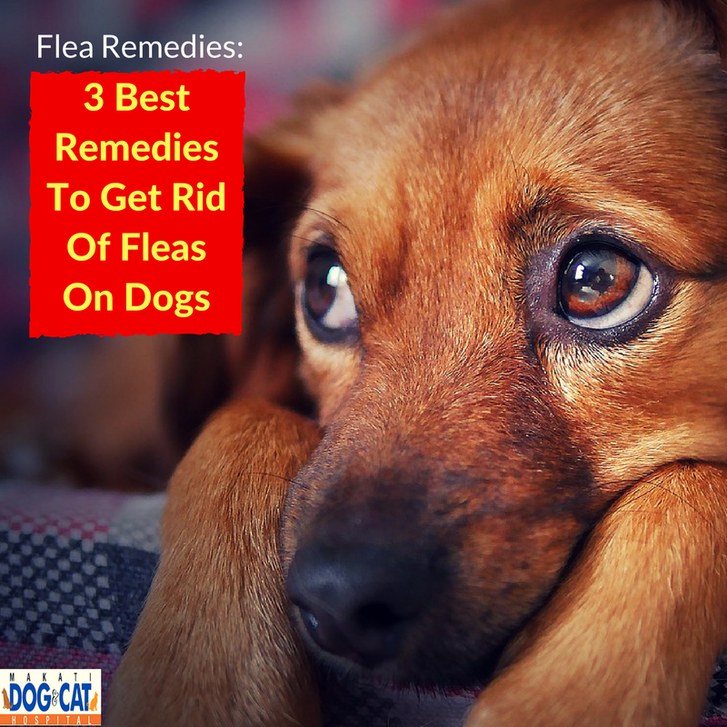 Flea Remedies 3 Best Remedies To Get Rid Of Fleas On Dogs